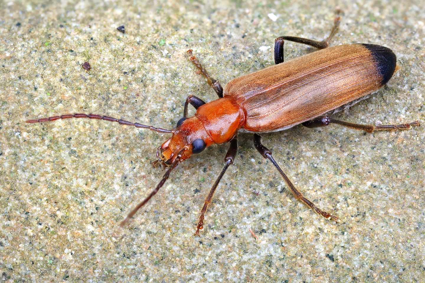 cantaride da id. No, Nacerdes melanura, Oedemeridae